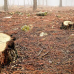 Logging is Legal in Nationally Protected Forests: Truths Revealed