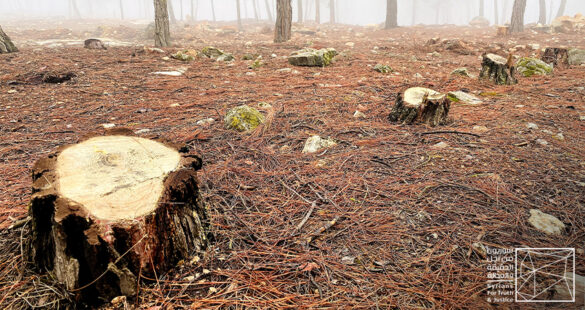 Logging is Legal in Nationally Protected Forests: Truths Revealed